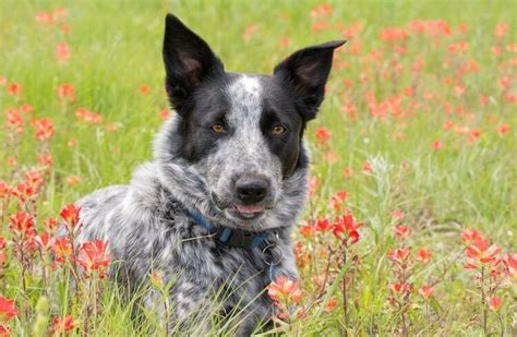 Texas Heeler: 14 Facts You Never Knew About The Texas Cattle Dog – All Things Dogs | Blue heeler ...