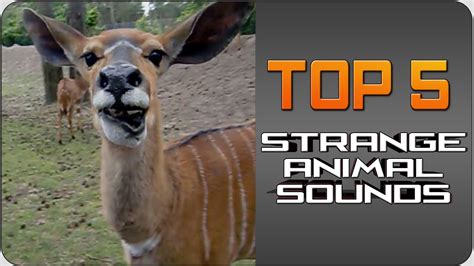 Strange animal sound video - Strange Sounds