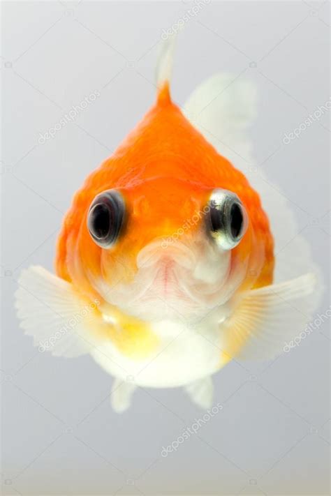 Pearlscale Goldfish Face Stock Photo by ©ammmit 88023768