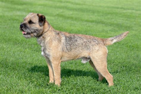 Border Terrier - Full Profile, History, and Care