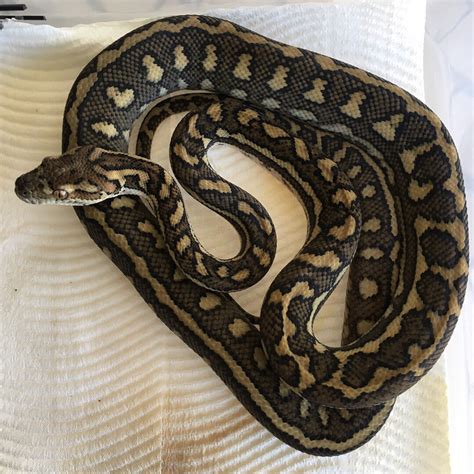 show us your coastal carpets | Aussie Pythons and Snakes