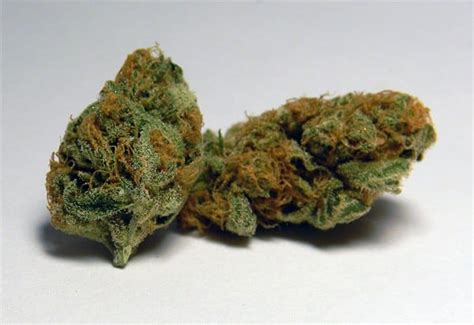 Bubblelicious Marijuana Strain Review And Pictures - The Weed Blog