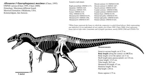 Allosaurus ( Saurophaganax ) maximus skeletal by Franoys | Prehistoric animals, Skeletal ...