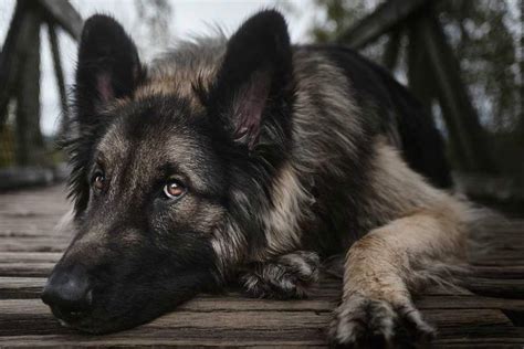 Shiloh Shepherd - Appearance | Size | History | Temperament | Training