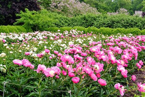 My Herbaceous Peony Garden - The Martha Stewart Blog