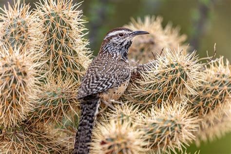 Somerset House - Images. CACTUS WREN NEST BUILDING IN TEDDY BEAR CHOLLA ...