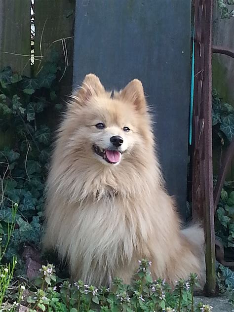 Pomeranian dog - Wikipedia