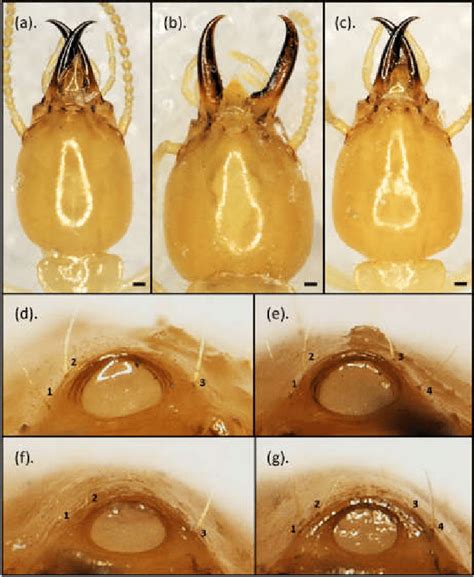 The three extreme head capsule shapes of Coptotermes gestroi were... | Download Scientific Diagram