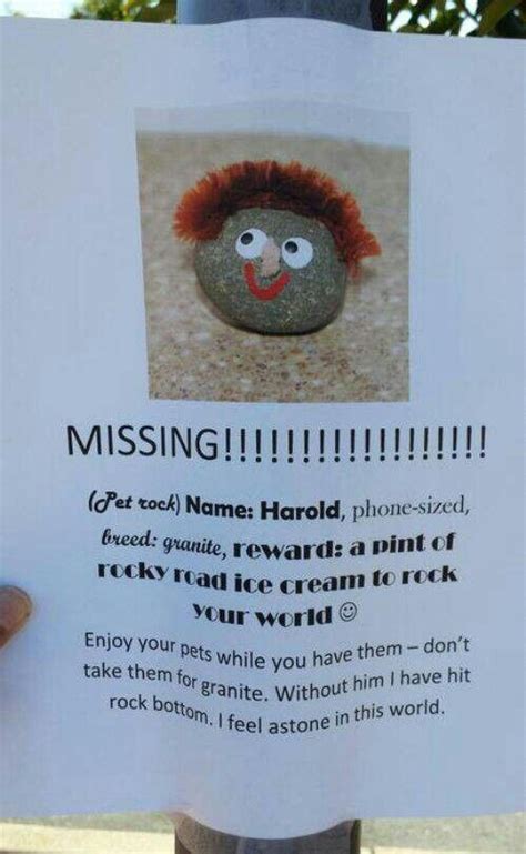 Missing: pet rock | Pet rocks, Pets, Letting go of him