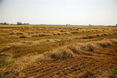 Hay Vs. Straw: What's The Difference? - Illinois Farm Bureau Partners