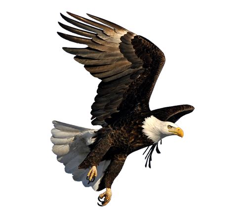 Bald eagle Image Dmanisi Art - eagle png download - 798*729 - Free Transparent Bald Eagle png ...