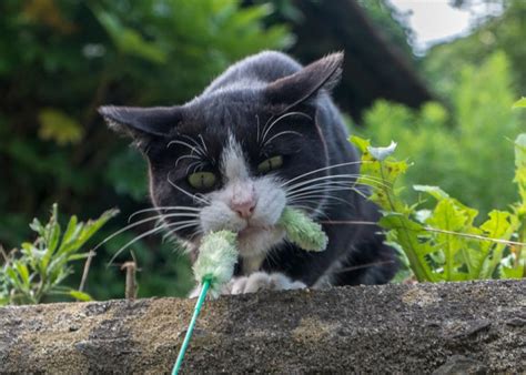 Tashirojima is an island in Japan ruled by cats.