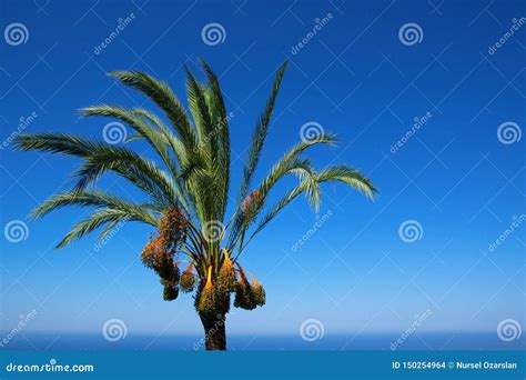 Date tree stock photo. Image of ramadan, letter, outdoor - 150254964