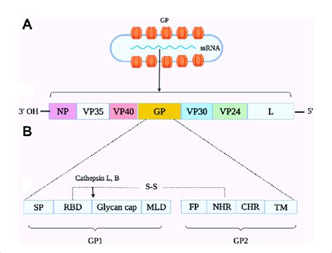 Schematic representation of the genome organization of Ebolavirus ...