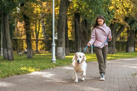 Rover vs Wag: Which Dog Walking App Leads the Pack?