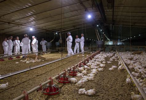 Perdue Farms Signs Up For A Chicken Welfare Revolution | NCPR News