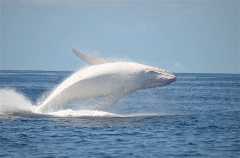 Migaloo has been seen more than 50 times since his first documented appearance in 1991 near ...