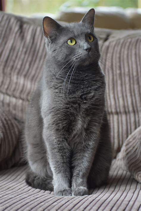 Russian Blue, Korat Or Chartreux? | TheCatSite