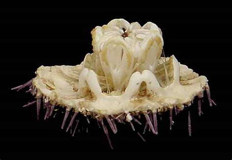 Fossil Sea Urchin Teeth - General Fossil Discussion - The Fossil Forum