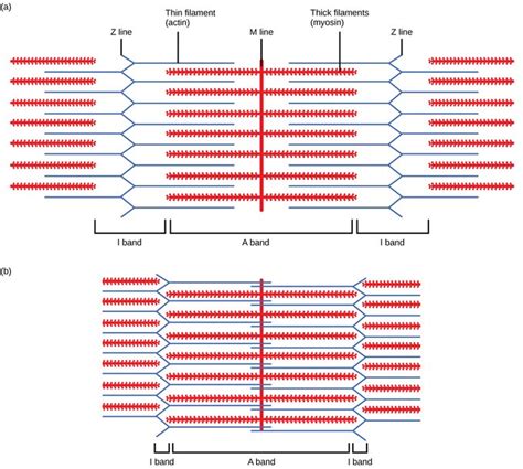 Diagram Of Actin And Myosin In Muscle Cell