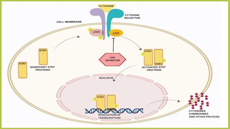 JAK Inhibitors Are Coming and They Are the Biggest Eczema Development ...