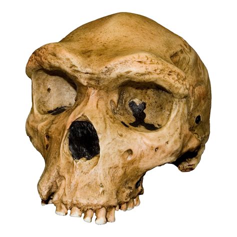 Homo Rhodesiensis Skull