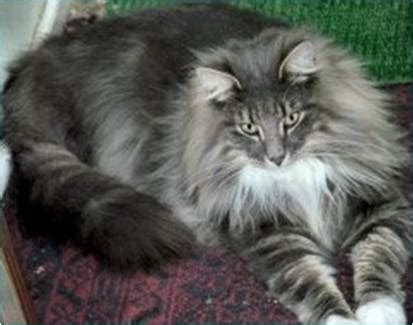 Top Cat Breeds: Norwegian Forest Cat