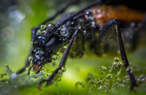 Free photo: Macro Photography of Brown Beetle With Dew Drops - Arachnid, Micro, Wet - Free ...