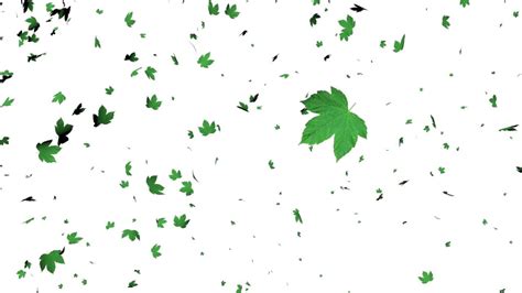 Leaves Falling Animation-White Screen Effect - YouTube