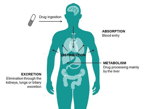 Absorption: The First Stage of Pharmacokinetics