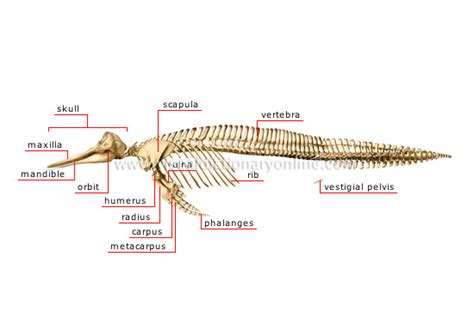 ANIMAL KINGDOM :: MARINE MAMMALS :: DOLPHIN :: SKELETON OF A DOLPHIN ...