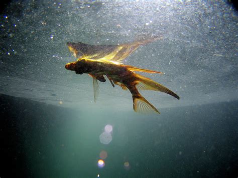 Dead Fish Floating In Sydney Harbor Photograph by Christophe Launay ...