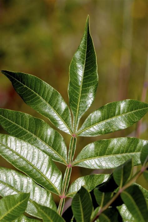 Buy Winged Sumac for Sale Online | Direct Native Plants