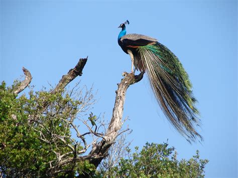 File:Wasgamuwa Peacock.JPG - Wikipedia, the free encyclopedia