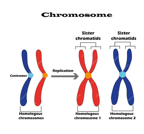 Premium Vector | Difference between homologous chromosomes, a pair of ...