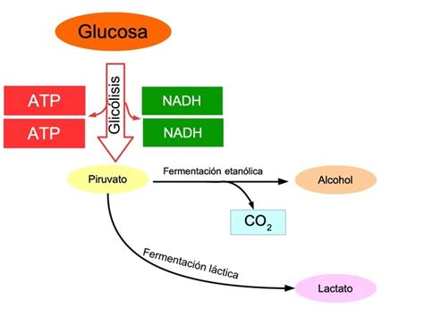 Respiración aerobia y anaerobia - Diferenciador