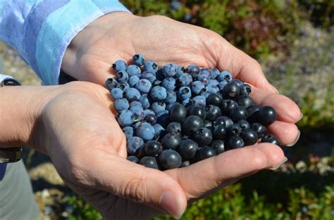 Anthocyanin: Wild Blueberries’ Mighty Antioxidant Star | Wild Blueberries