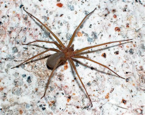 Female Loxosceles deserta (Desert Recluse) in Spirit Mountain, Clark County, Nevada United States