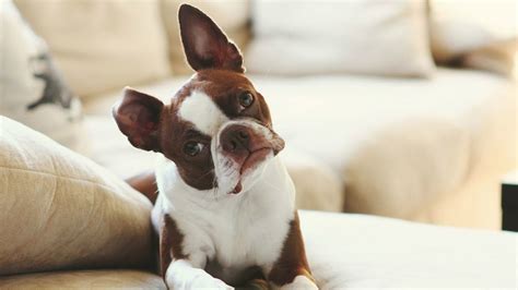 The 10 Best Apartment Dogs - LUV My dogs