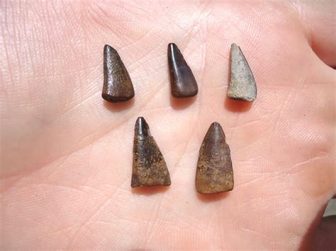 Five Choice Barracuda Teeth | Recently Sold | FOSSILS | Prehistoric Florida