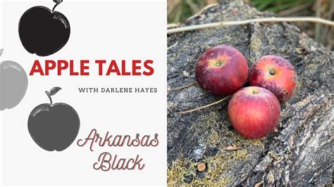 Arkansas Black – A distinctly American apple - CIDERCRAFT