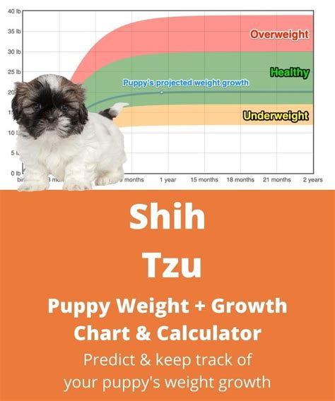 How big will your Shih Tzu puppy grow into? in 2021 | Shih tzu puppy, Shih tzu, Dog weight chart