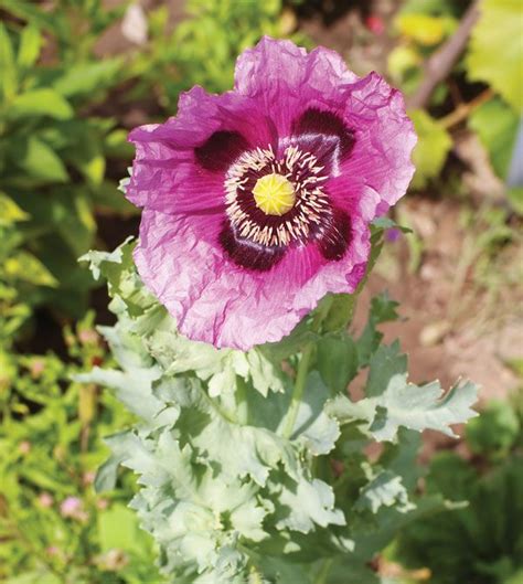 Opium poppy | Description, Drugs, & Seeds | Britannica