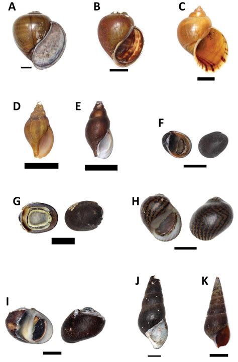 A preliminary checklist of the freshwater snails of Sabah (Malaysian Borneo) deposited in the ...