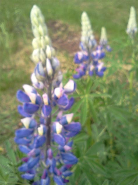 Love the Lupin | Alaska, Flowers, Arctic tundra