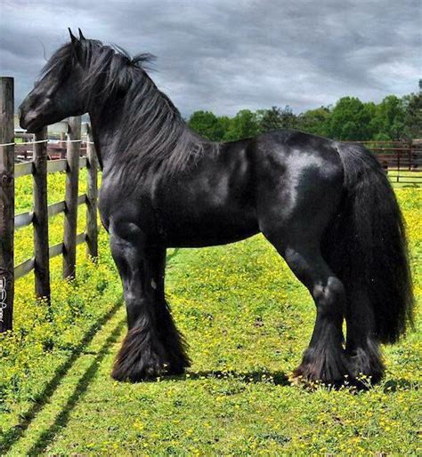 浜 pk - 瀹 缃 棣 椤点 | Clydesdale horses, Beautiful horses, Most beautiful ...