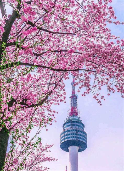 Where to See Cherry Blossoms in Seoul • Hoponworld | Cherry blossom pictures, Korea wallpaper ...