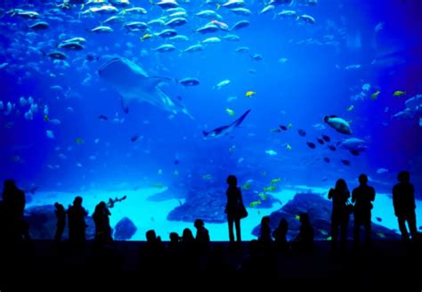 Universal Studios Singapore Marine Life Park Underwater World ...