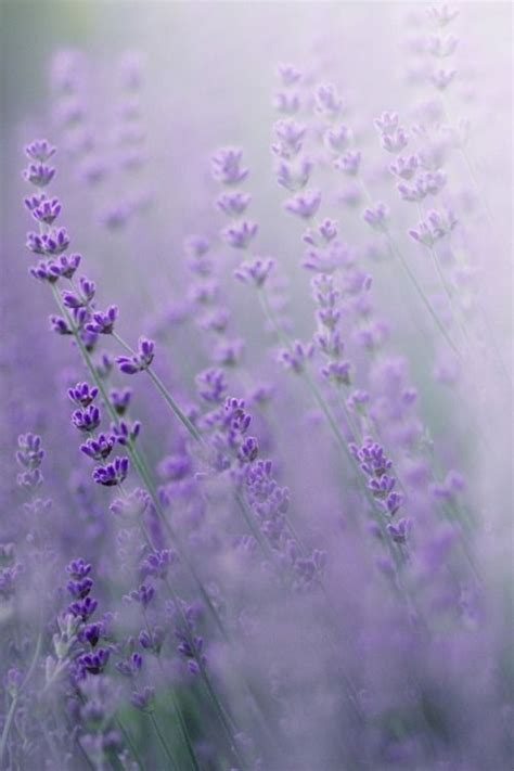 myfotolog | Plant photography, Flowers photography, Lavender aesthetic