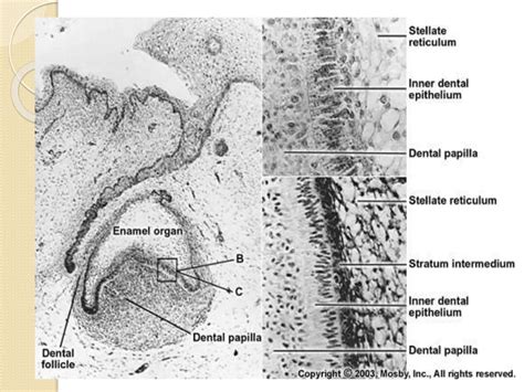 Amelogenesis (enamel formation) oral biology anf histology | PPT